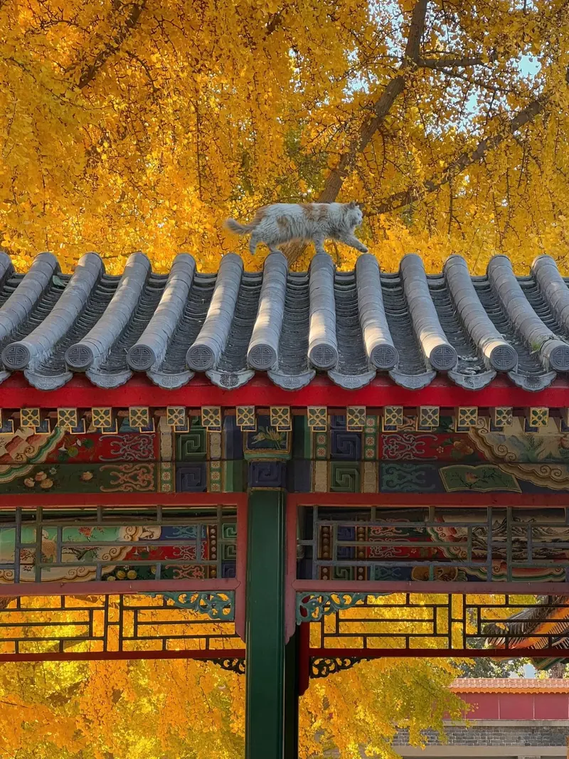 银杏树下，一只猫走在灰瓦屋顶上